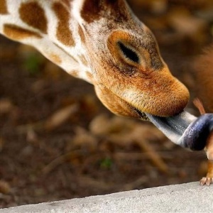 Girafe et écureuil