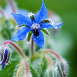 Fleur bleue