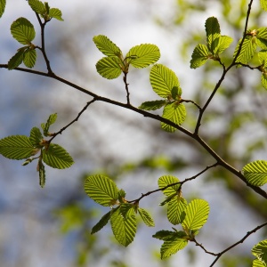 beech-leaves-7361863_1920