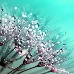 dandelion-445228_1920