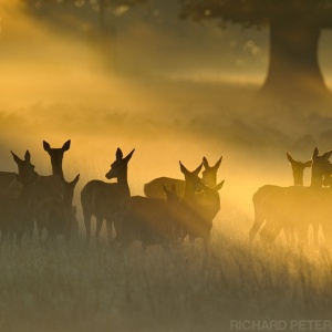 First Rays of Light by Richard Peters