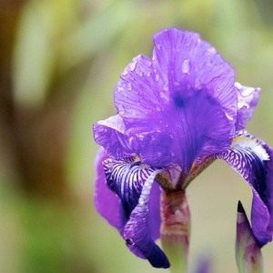 Iris