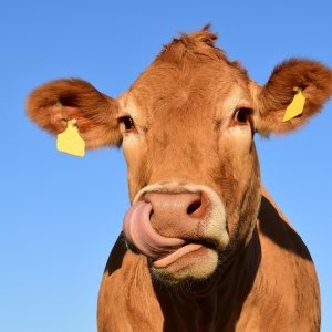 cow-1715829_1920