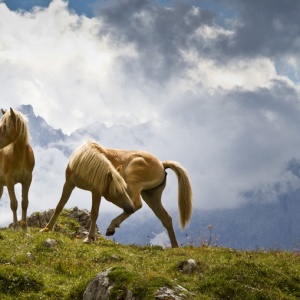 Dolomite Horses by Kevin Grace