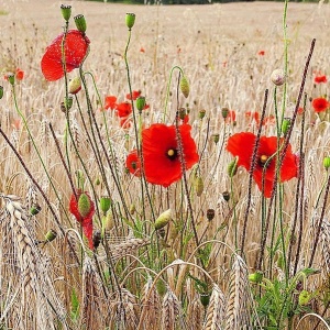 coquelicots