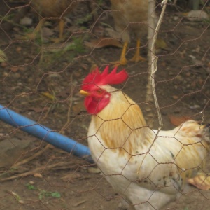 Petite poule d'Afrique