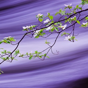 Dogwoods on Silk by Robin Black