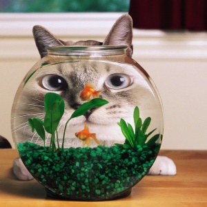 Funny wallpapers The owner of an aquarium 015481 1