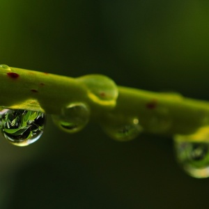 drop-of-water-2396748_1920