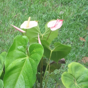 Fleur