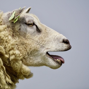 Mouton