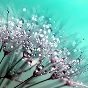 dandelion-445228_1920
