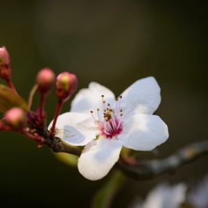 purple-leaf-plum-9568184