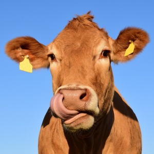 cow-1715829_1920