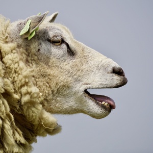 Mouton
