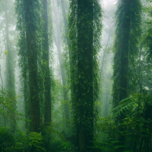 Ancient Forest by Drew Hopper