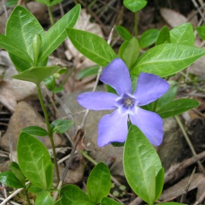 Fleur bleue